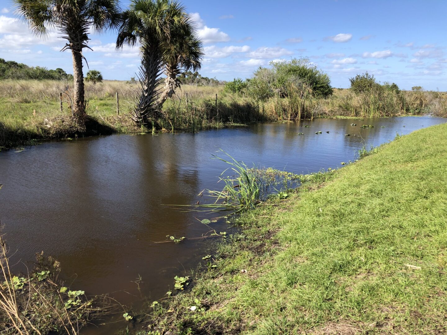 A body of water with trees in the background