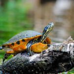 A turtle sitting on top of a tree branch.