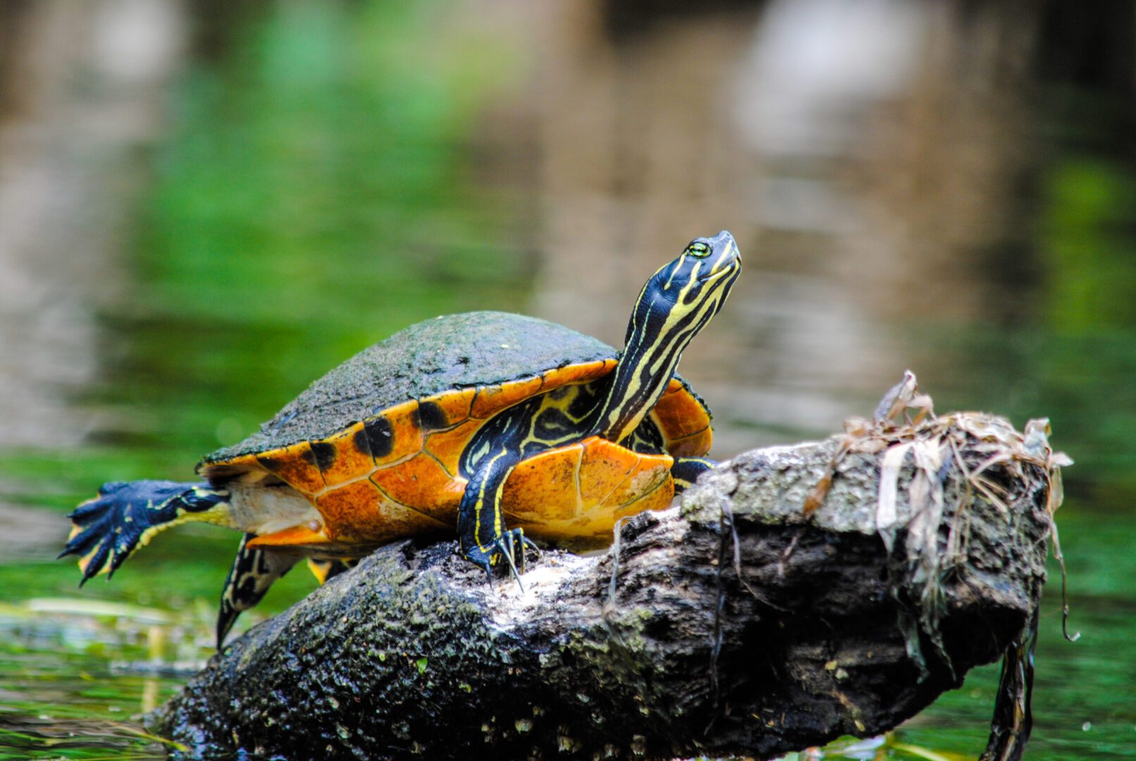 A turtle sitting on top of a tree branch.