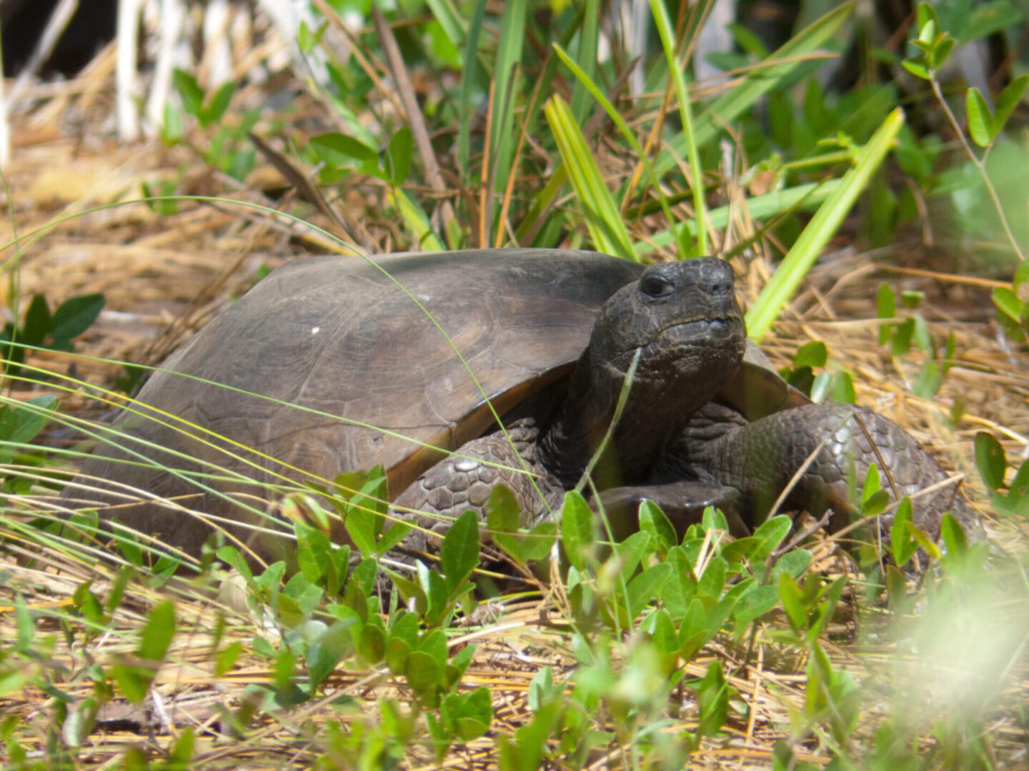 A turtle is laying in the grass near some bushes.