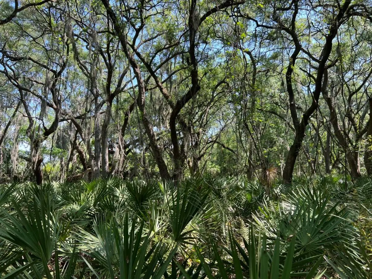 Dense forest with lush green foliage. Dense forest with lush green foliage.