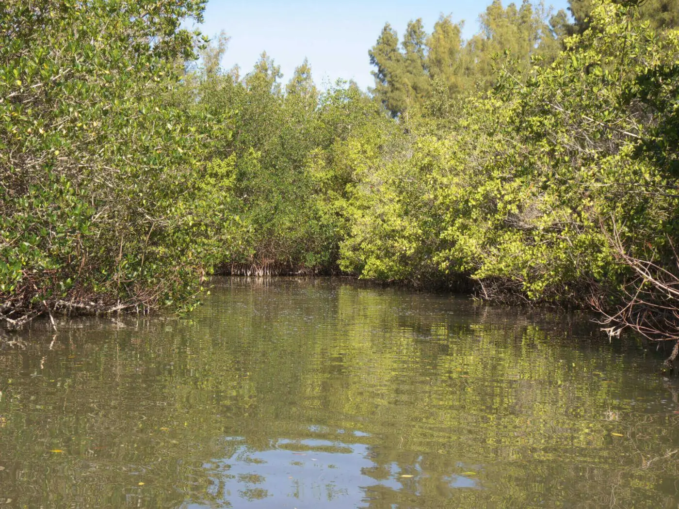 Calm mangrove waterway reflection.